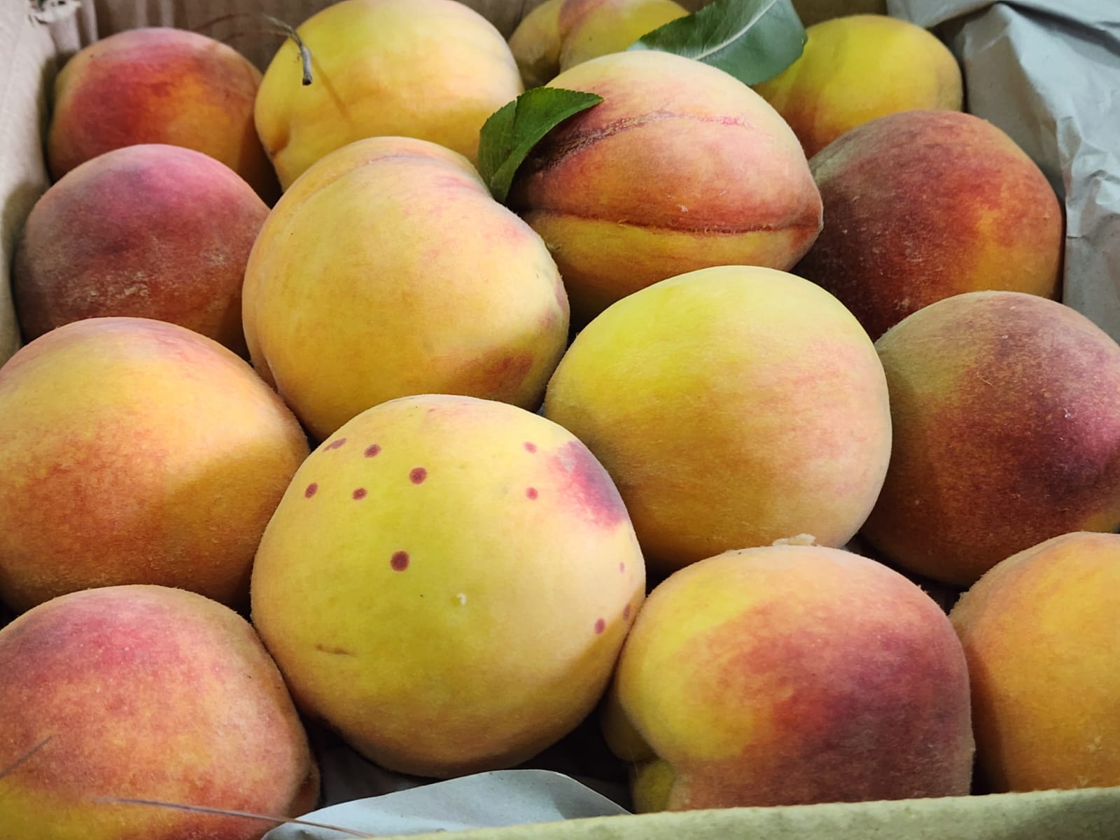 Premium Fresh Farm Peaches