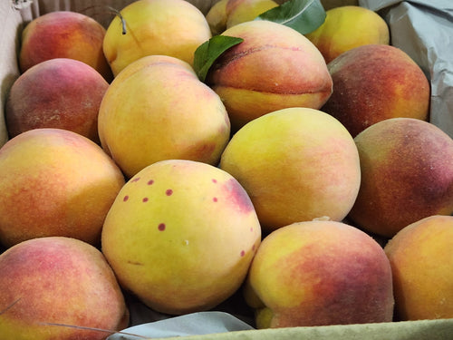 Premium Fresh Farm Peaches