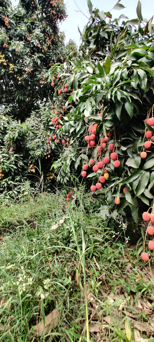 Exotic Elegance - Premium Lychee