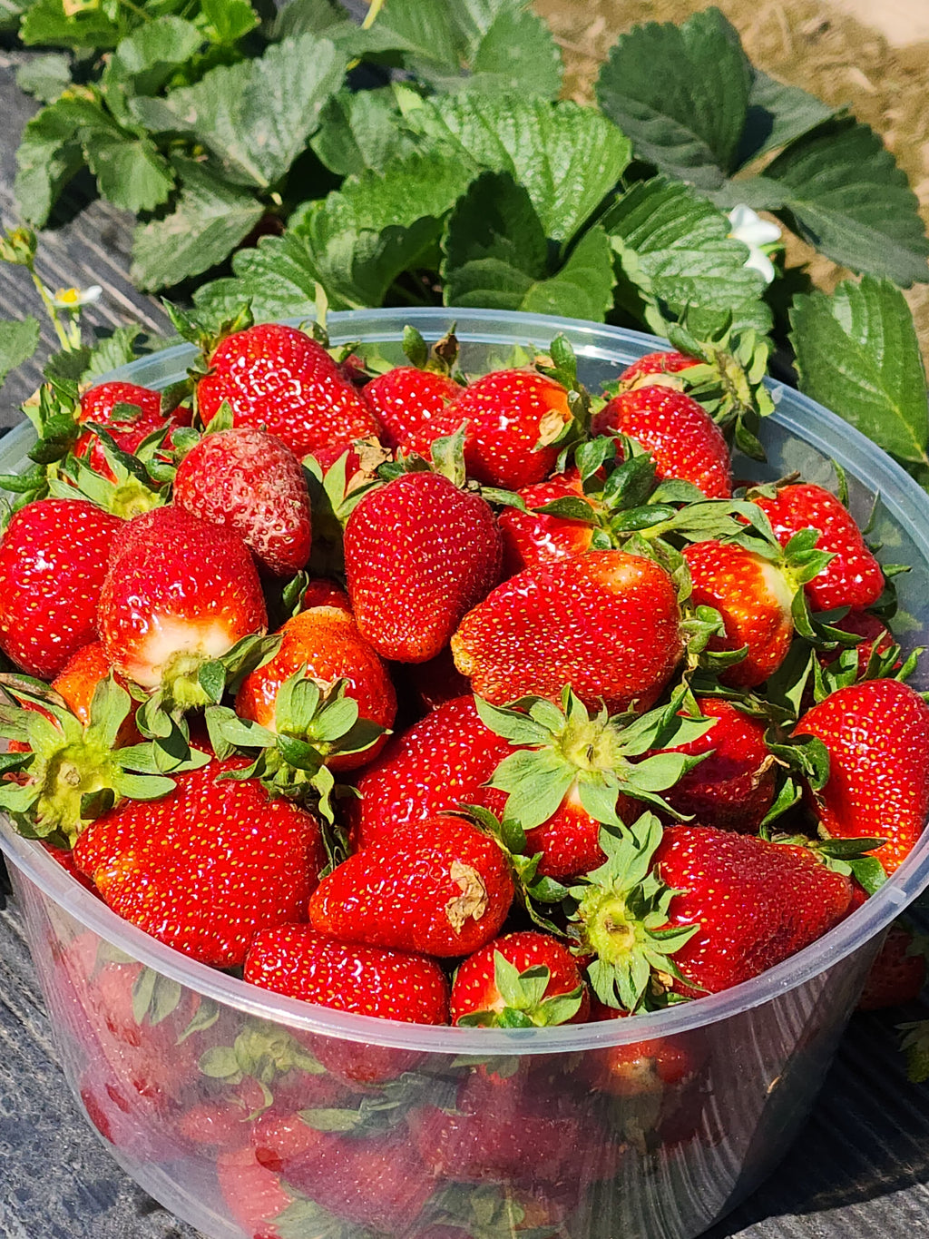 The Ruby Treasures Premium Strawberries