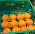 Export Quality Oranges