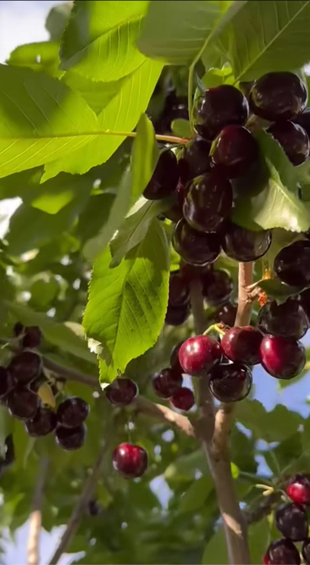 Premium Fresh Cherries