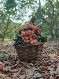 Pre-order Premium Fresh Lychees