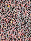 Fresh Falsa Berry – Pakistan's Summer Elixir