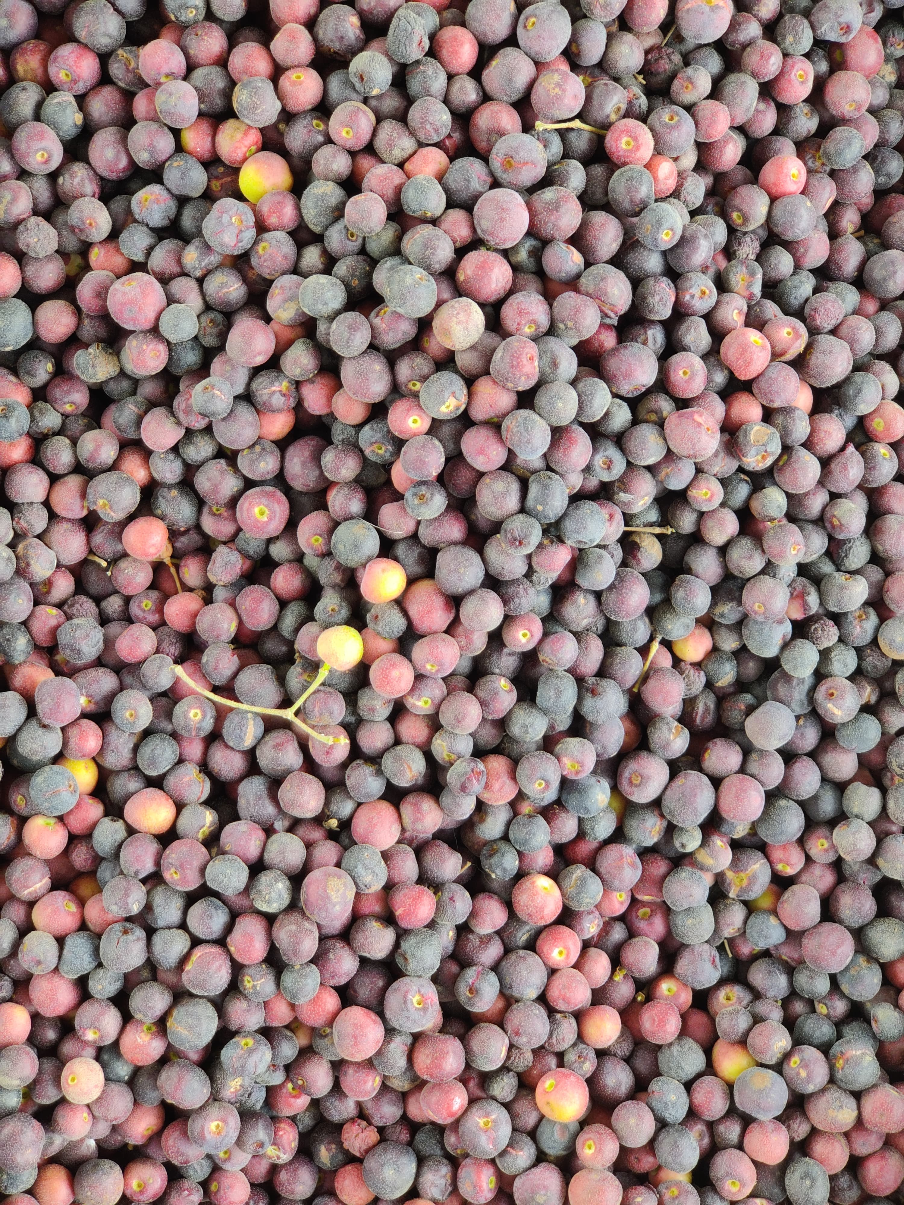 Fresh Falsa Berry – Pakistan's Summer Elixir