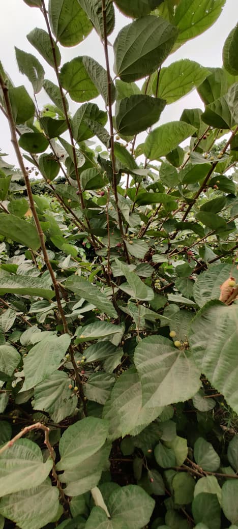 Fresh Falsa Berry – Pakistan's Summer Elixir