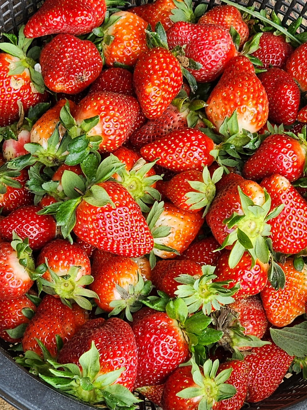 The Ruby Treasures Premium Strawberries