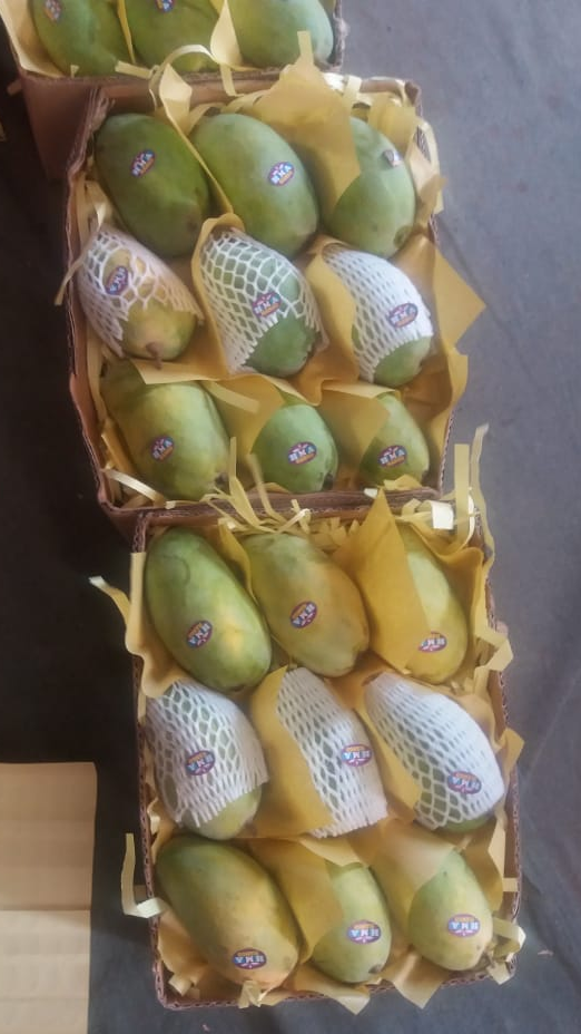 Sindhari Mangoes – Premium Farm-Fresh