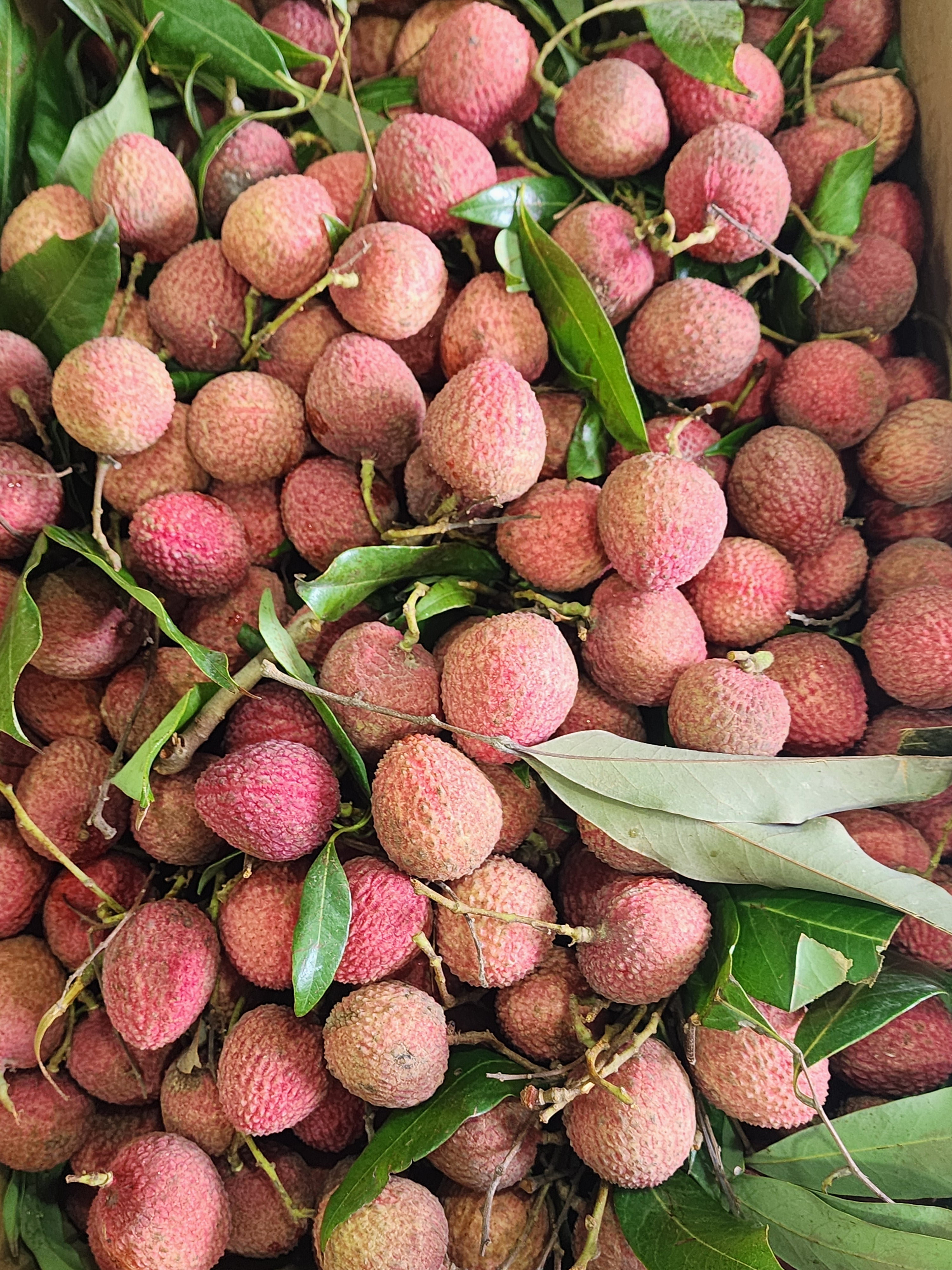 Premium Fresh Lychees