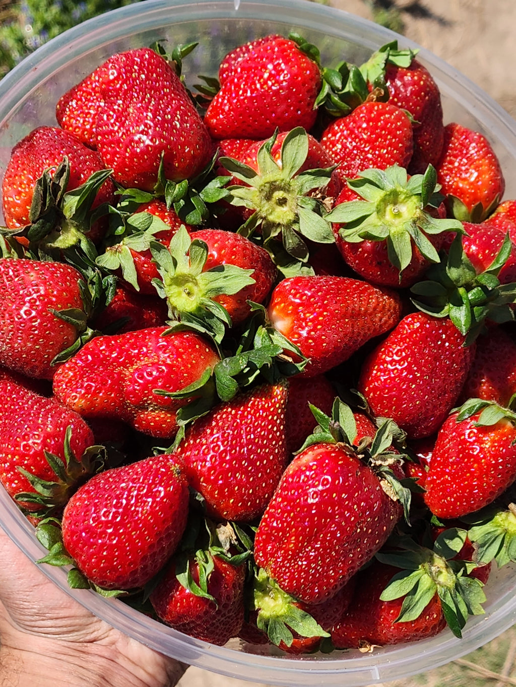 The Ruby Treasures Premium Strawberries