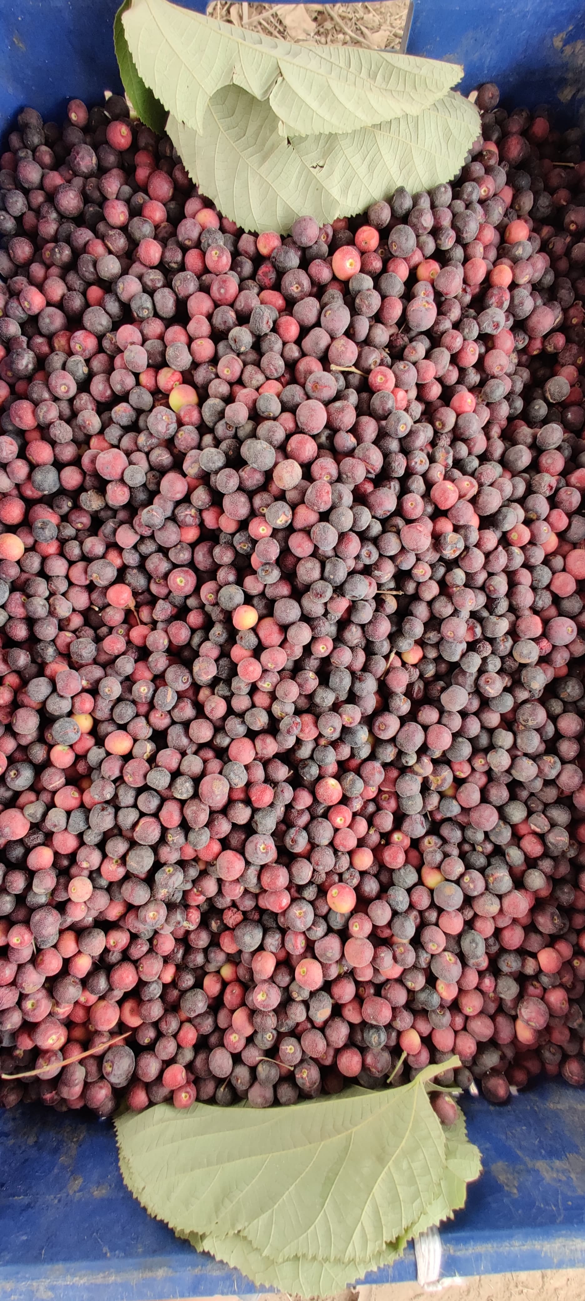 Fresh Falsa Berry – Pakistan's Summer Elixir