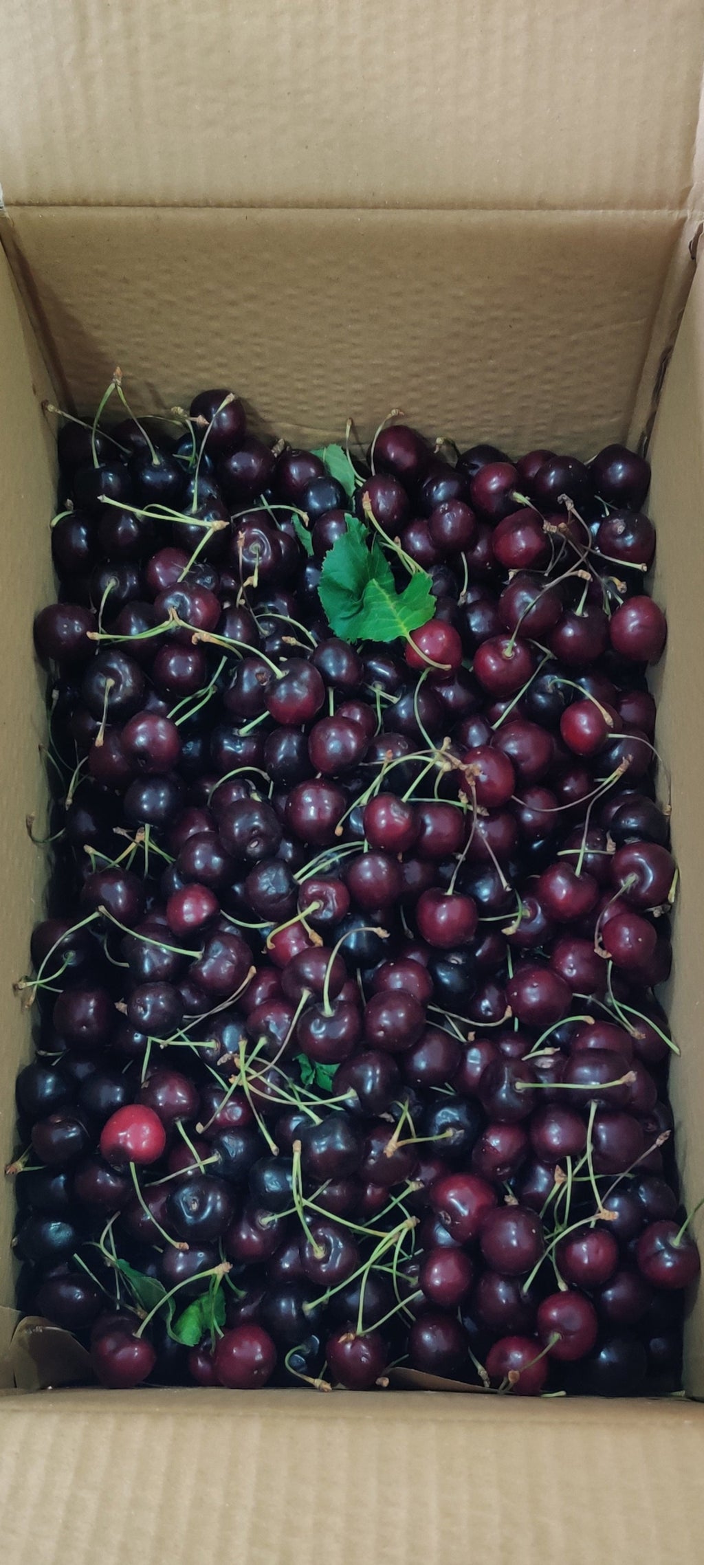 Premium Fresh Cherries